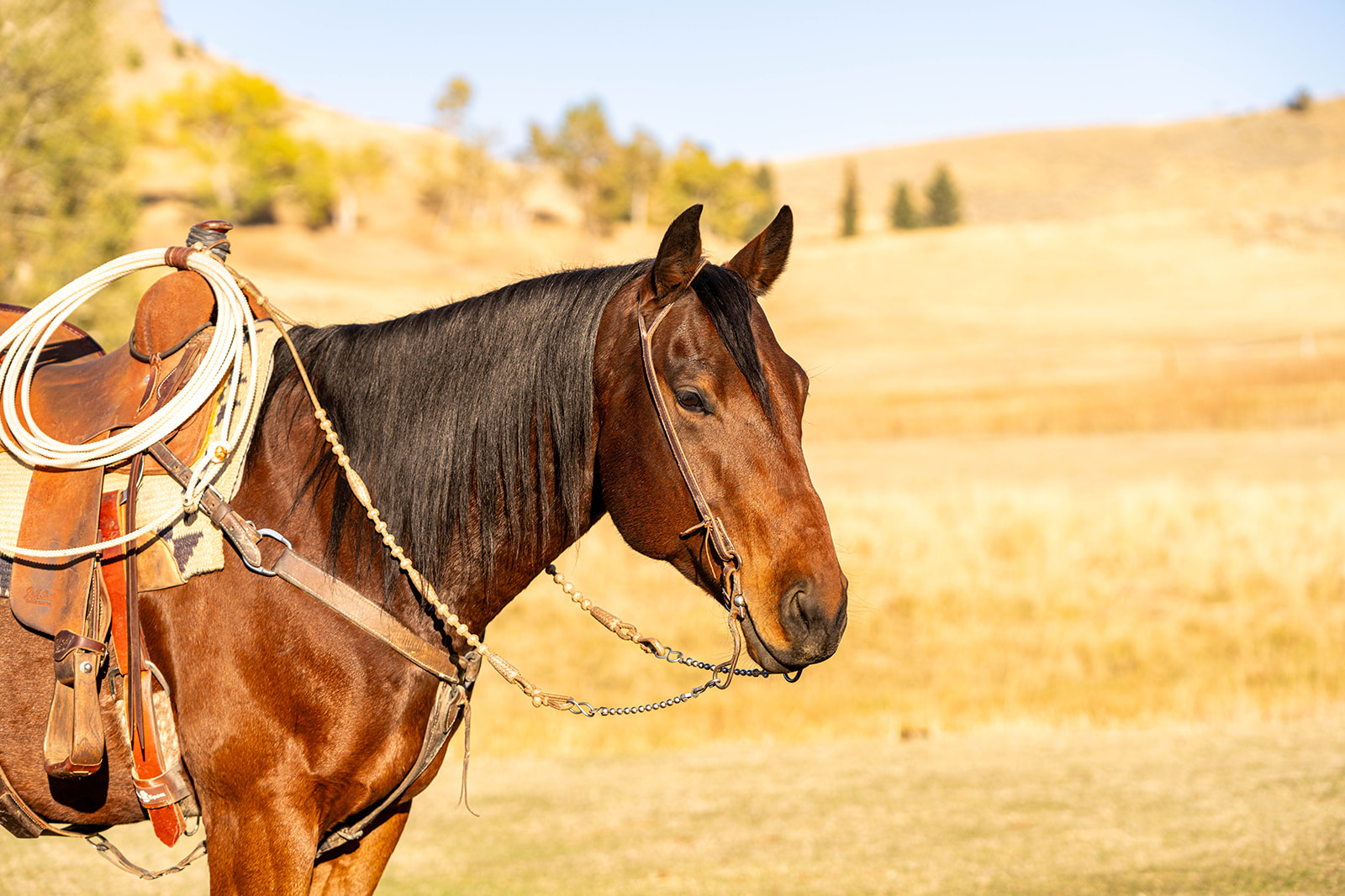 ranch horse, trail horse