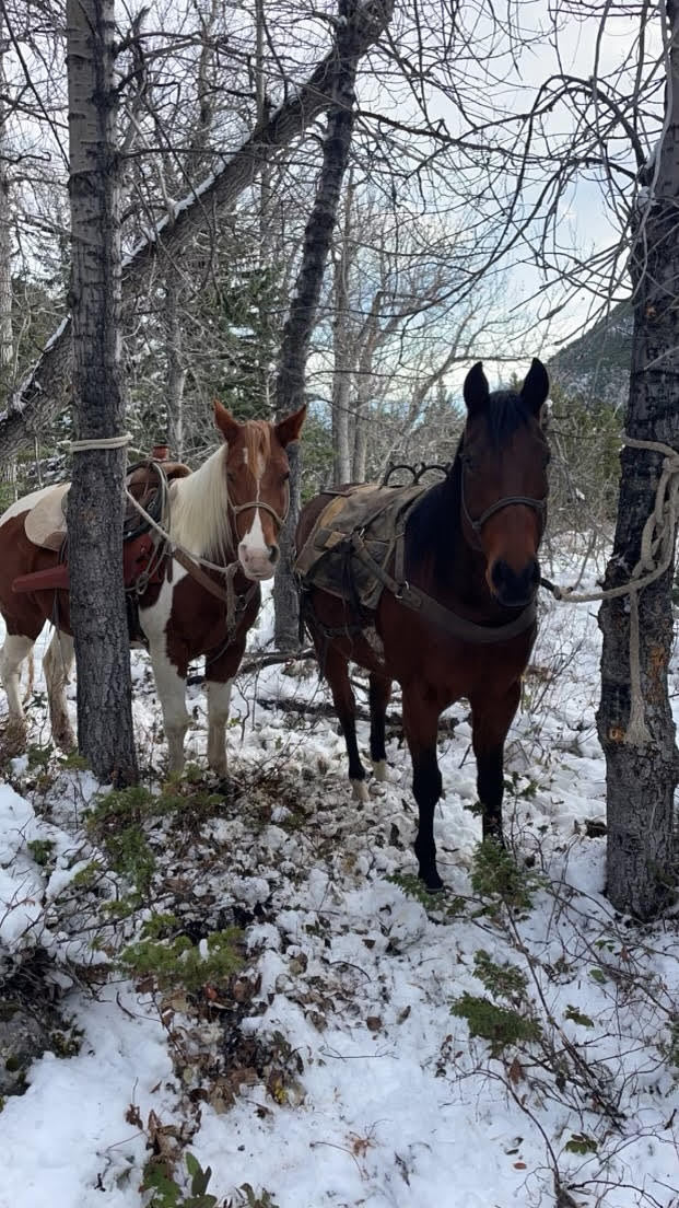 pack horse, trail horse, ranch horse