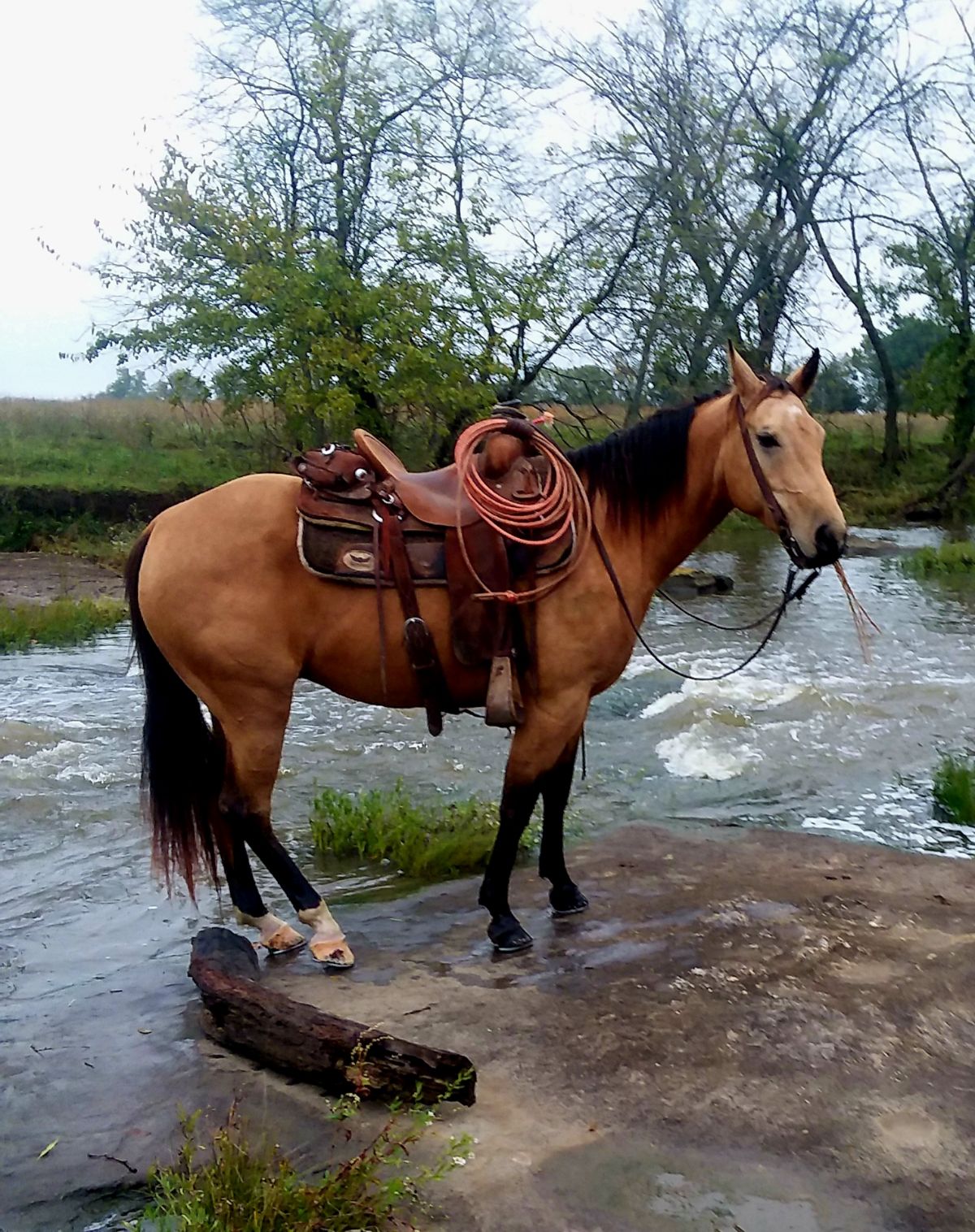 Ranch horse