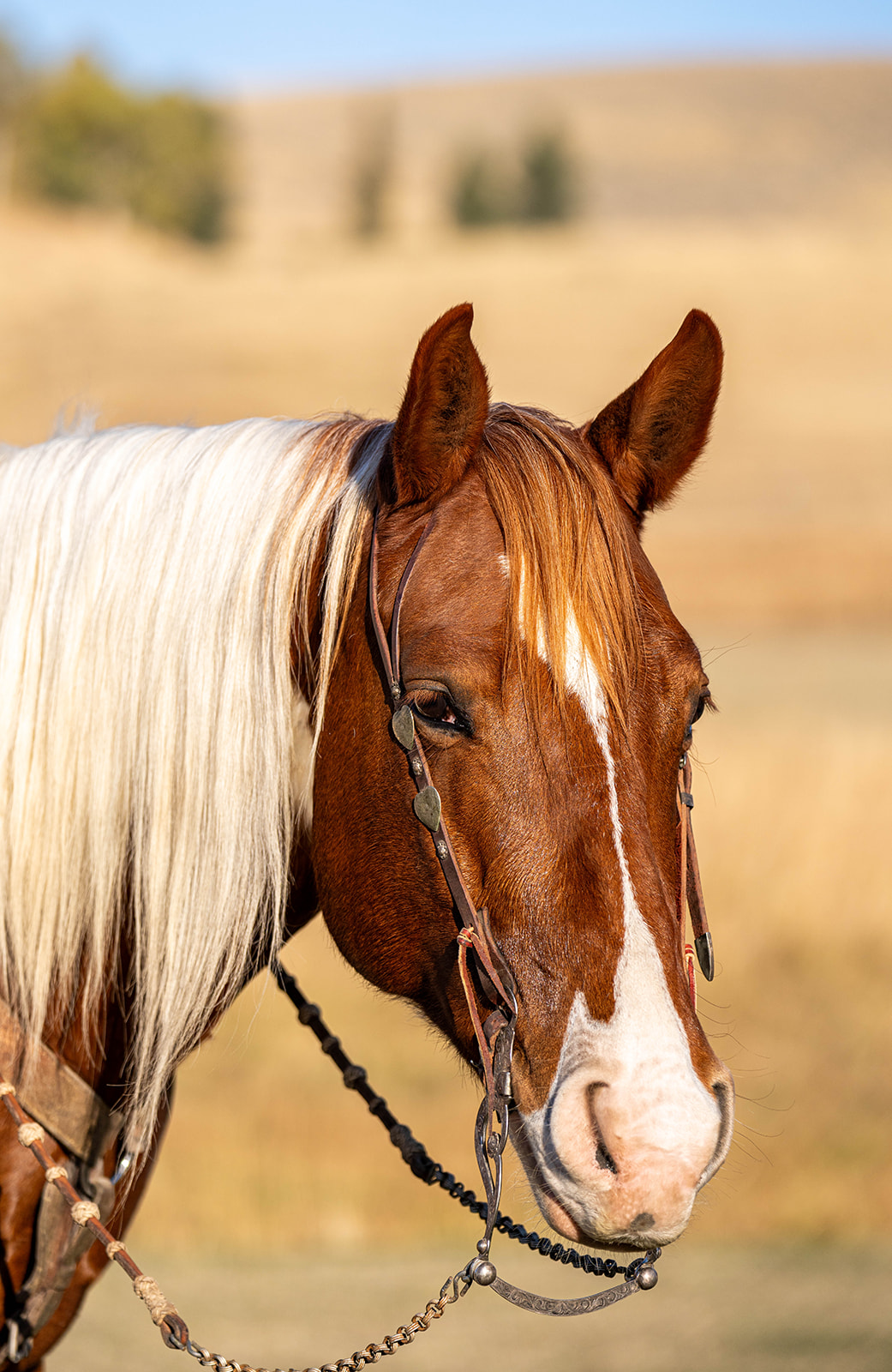 ranch horse, trail horse