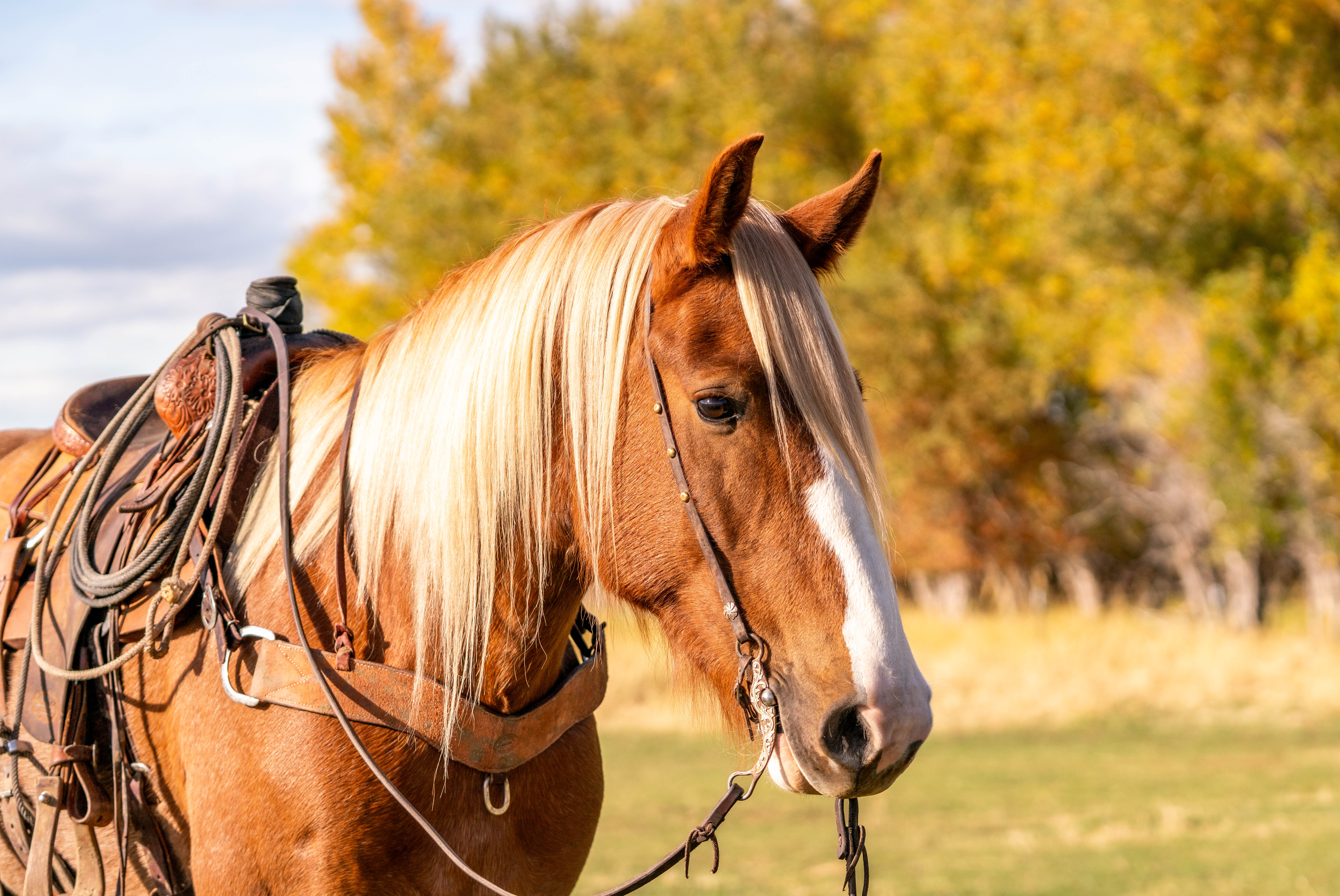 Cheeto, ranch horse, trail horse