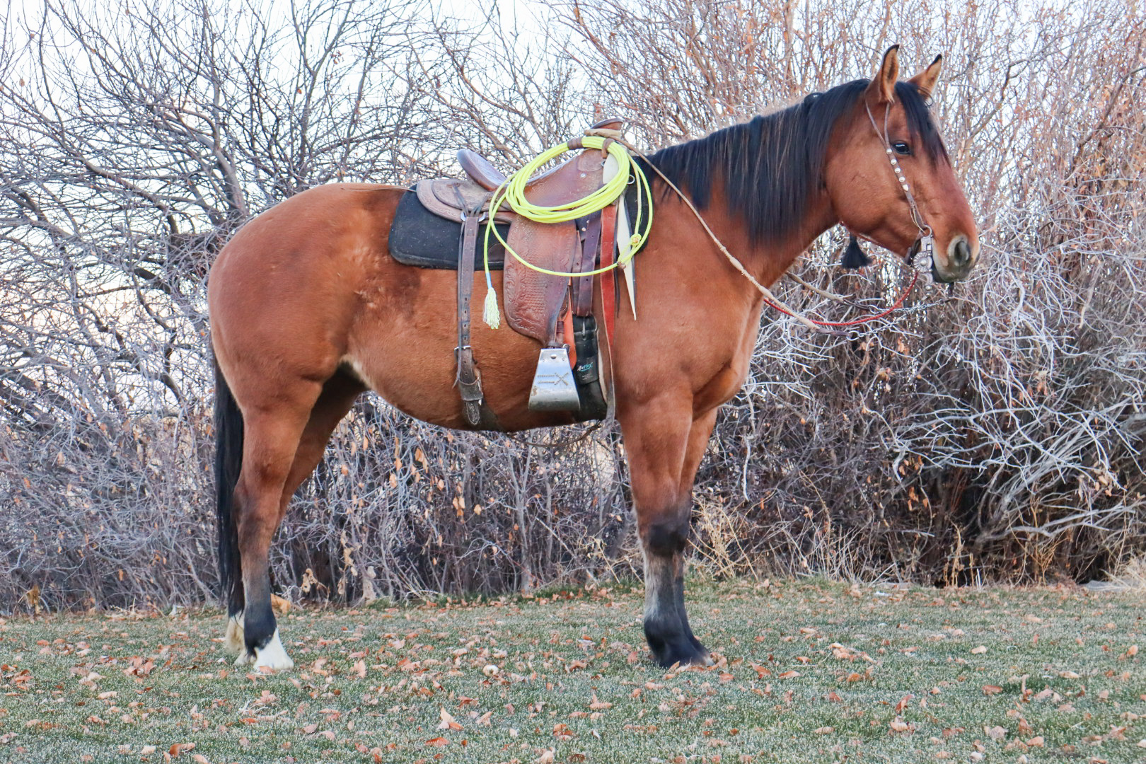Side view, ranch horse