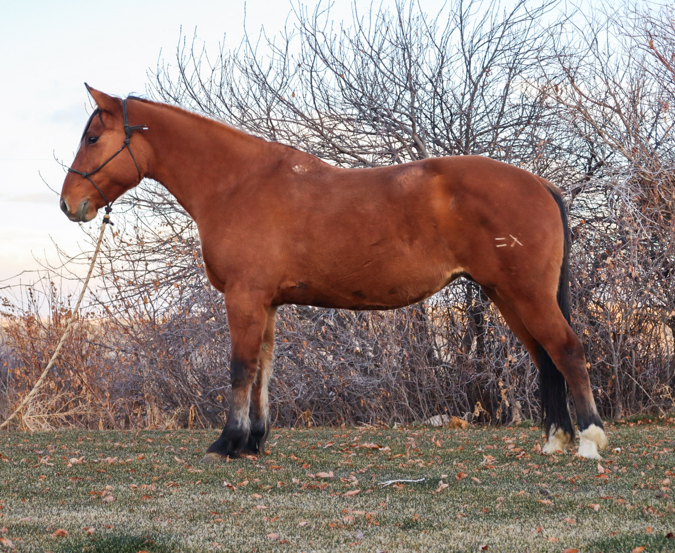 Conformation, ranch horse