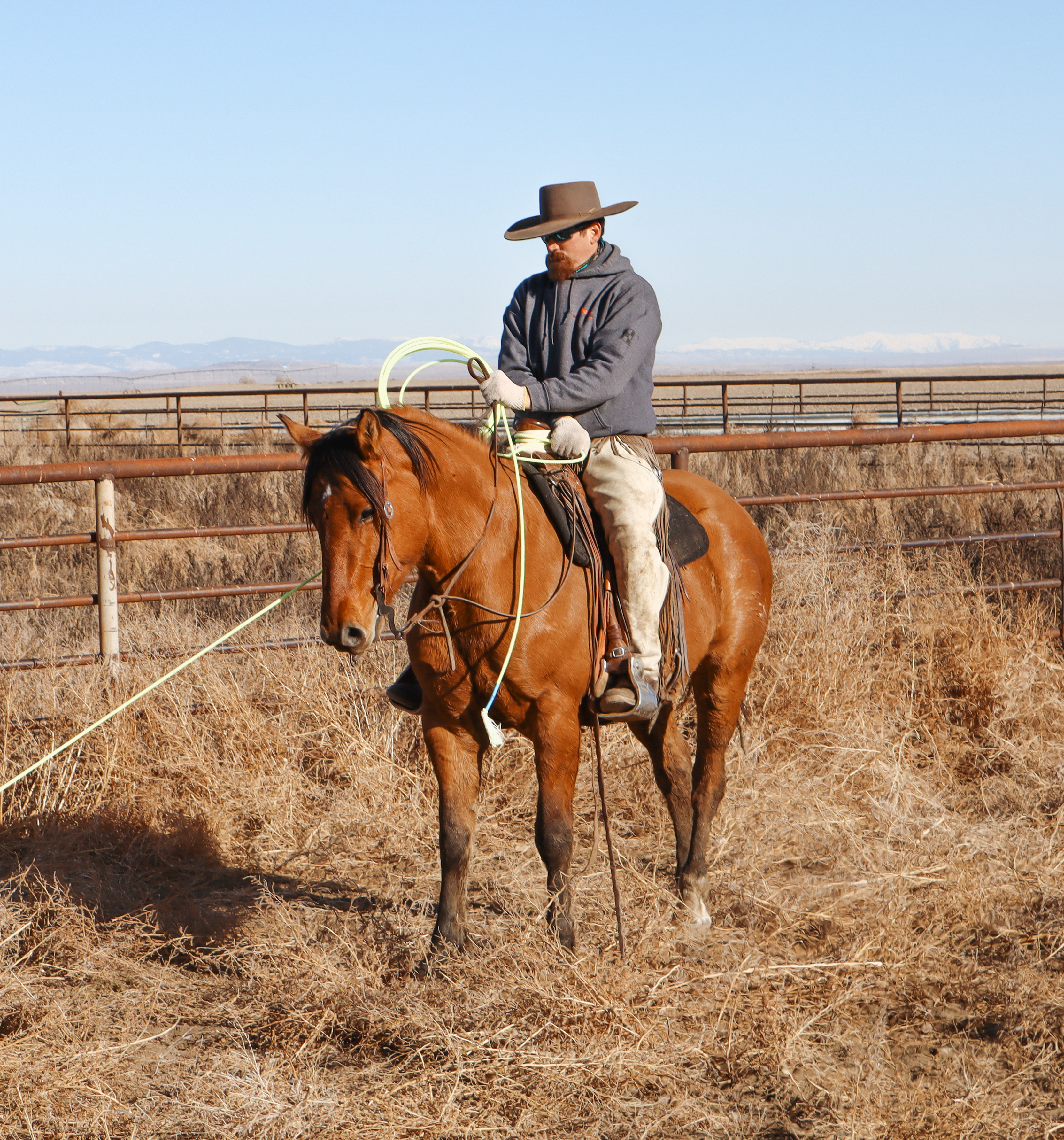 Ranch horse with rider