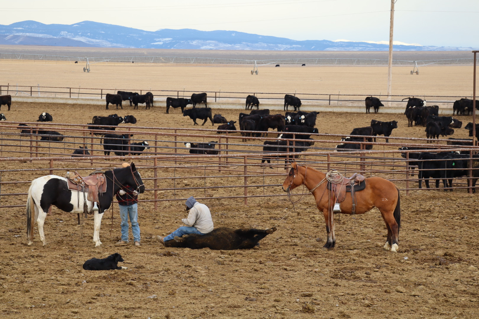 Ranch horse