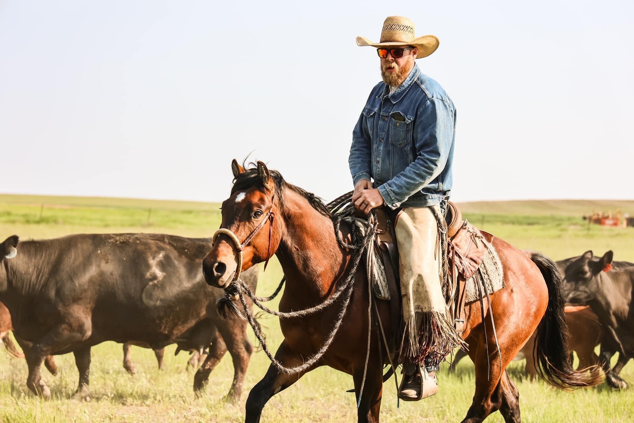 Ranch horse