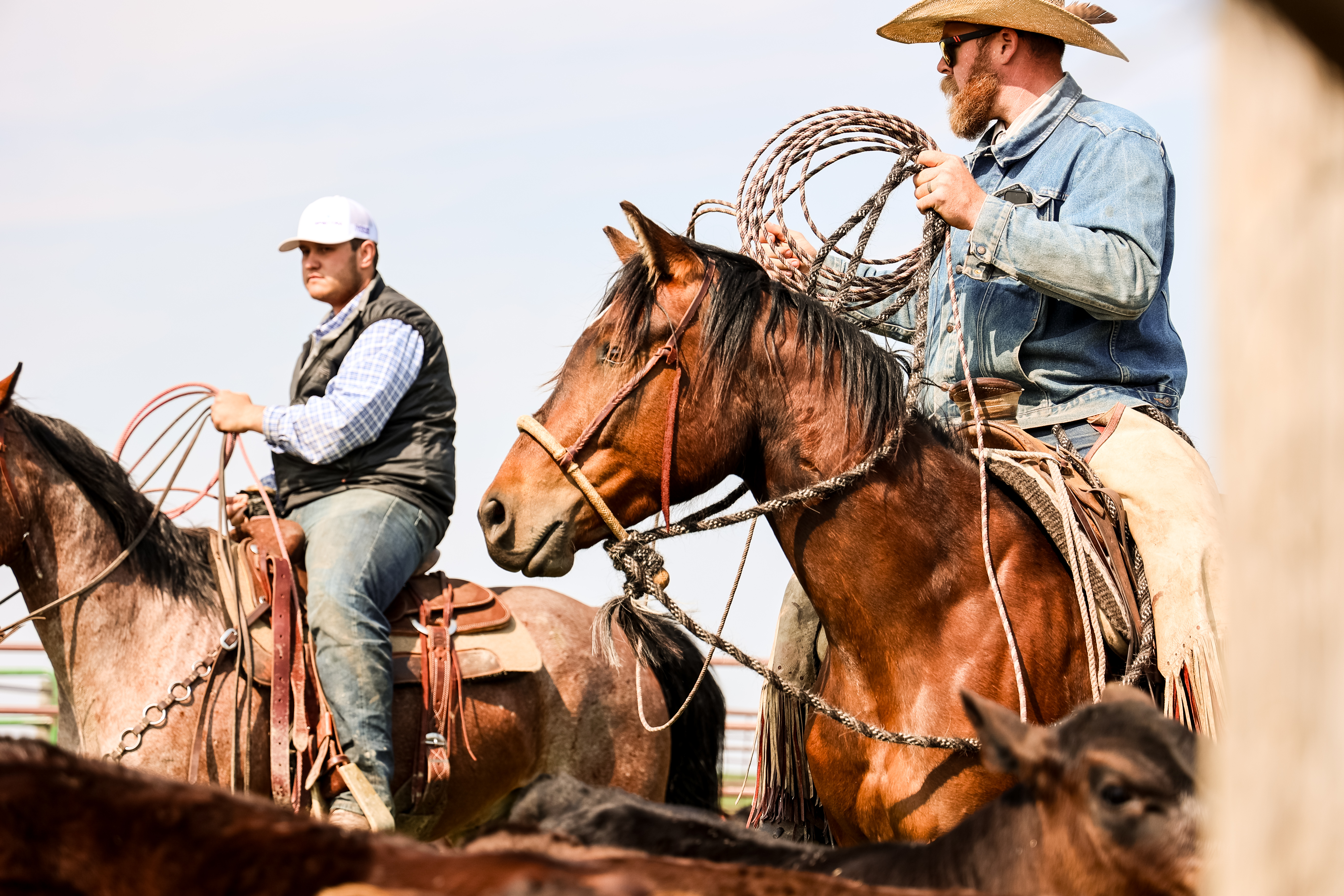 Ranch horse