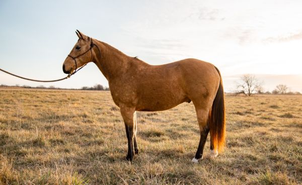 Ranch horse