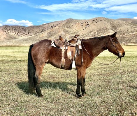 King - Saddled Ranch Horse
