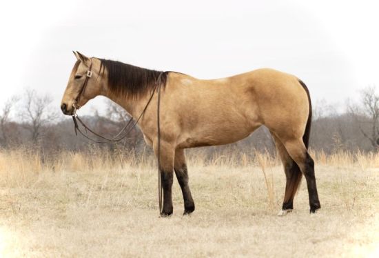 pitchforkranchhorsesale, Pitchfork, Ranch horses, sale results