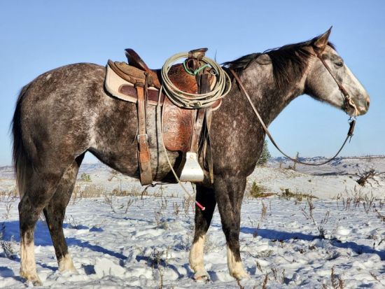 pitchforkranchhorsesale, Pitchfork, Ranch horses, sale results